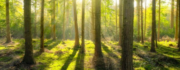 tree energy healing