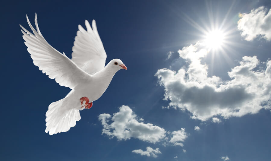 Dove Symbolism - A Guide to the Various Meanings of Doves!