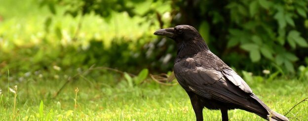 crow spirit animal