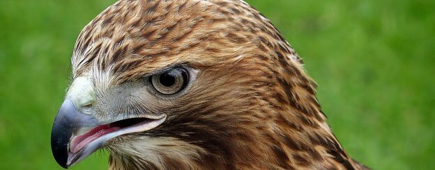 Hawk Symbolism Understanding The Hawk Spirit Animal Meaning