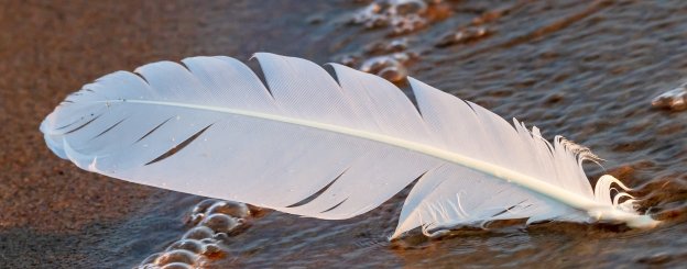 White Feather