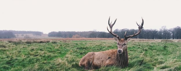 Deer Symbolism