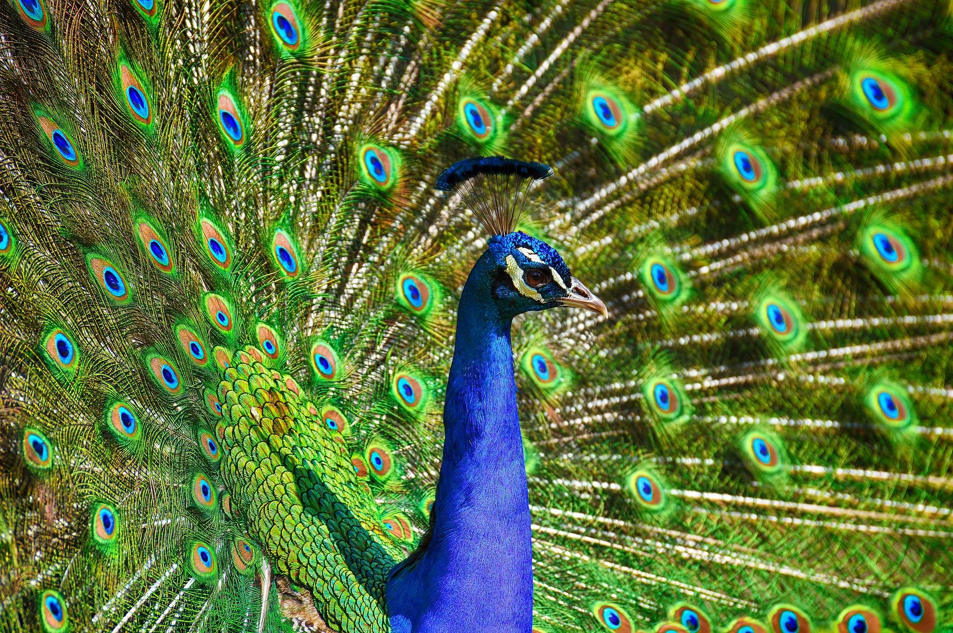 PA SEO 552 Peacock Feather 1 