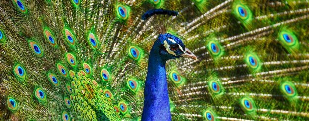 Peacock Feather