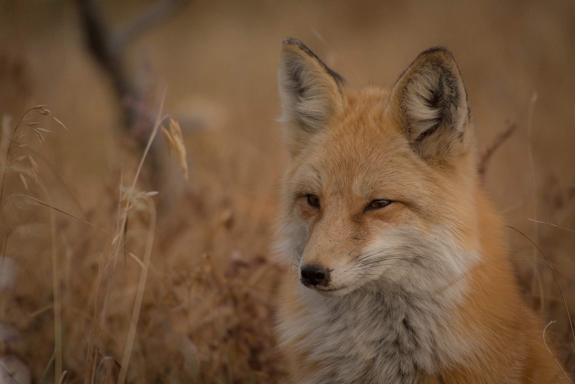 Fox symbolism – Learn more about the spiritual meaning of the shy Fox